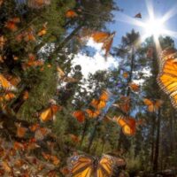 Mariposa Monarca Santuario  Piedra Herrada y Valle de Bravo